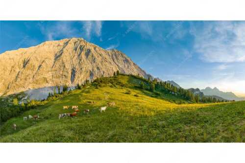 Jungvieh auf der Sommerweide im Wettersteingebirge - Ruhige Weide - Seitenverhältnis 2:1 - Almbetrieb im Wettersteingebirge - weitere Infos unter https://www.kriner-weiermann.de