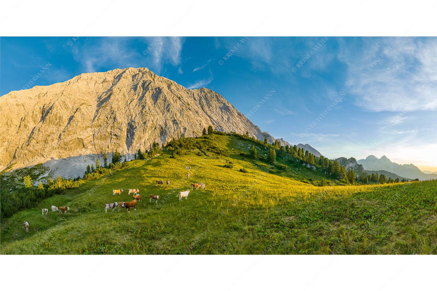 Ruhige Weide – Seitenverhältnis 2:1 — Almbetrieb im Wettersteingebirge Jungvieh auf der Sommerweide im Wettersteingebirge