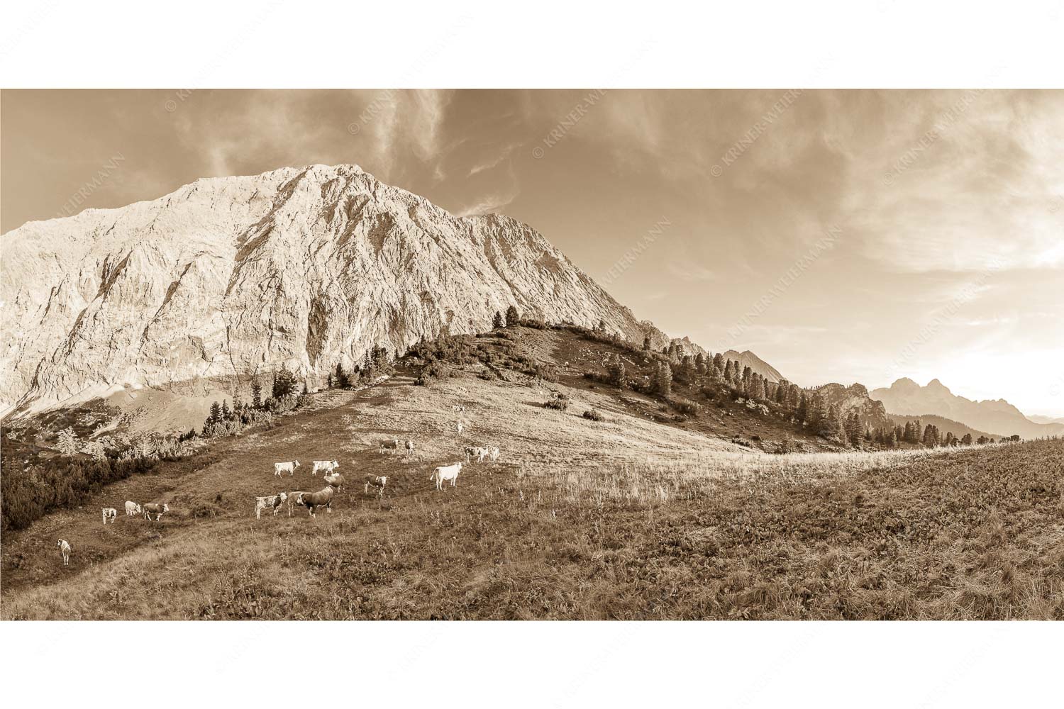 Ruhige Weide – Seitenverhältnis 2:1 — Almbetrieb im Wettersteingebirge Jungvieh auf der Sommerweide im Wettersteingebirge