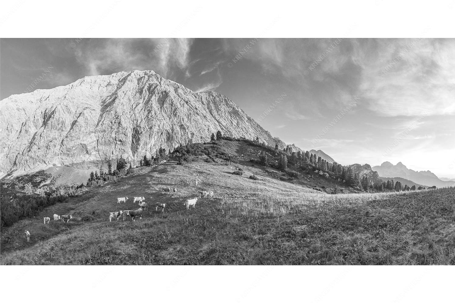 Jungvieh auf der Sommerweide im Wettersteingebirge