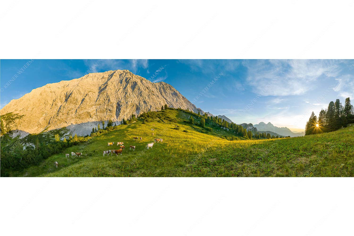 Jungvieh auf der Sommerweide im Wettersteingebirge