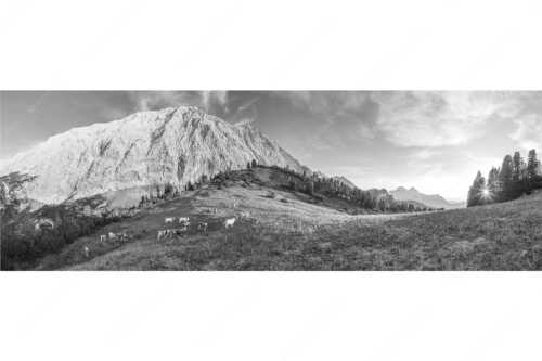 Jungvieh auf der Sommerweide im Wettersteingebirge - Ruhige Weide - Seitenverhältnis 3:1 - Almbetrieb im Wettersteingebirge - weitere Infos unter https://www.kriner-weiermann.de