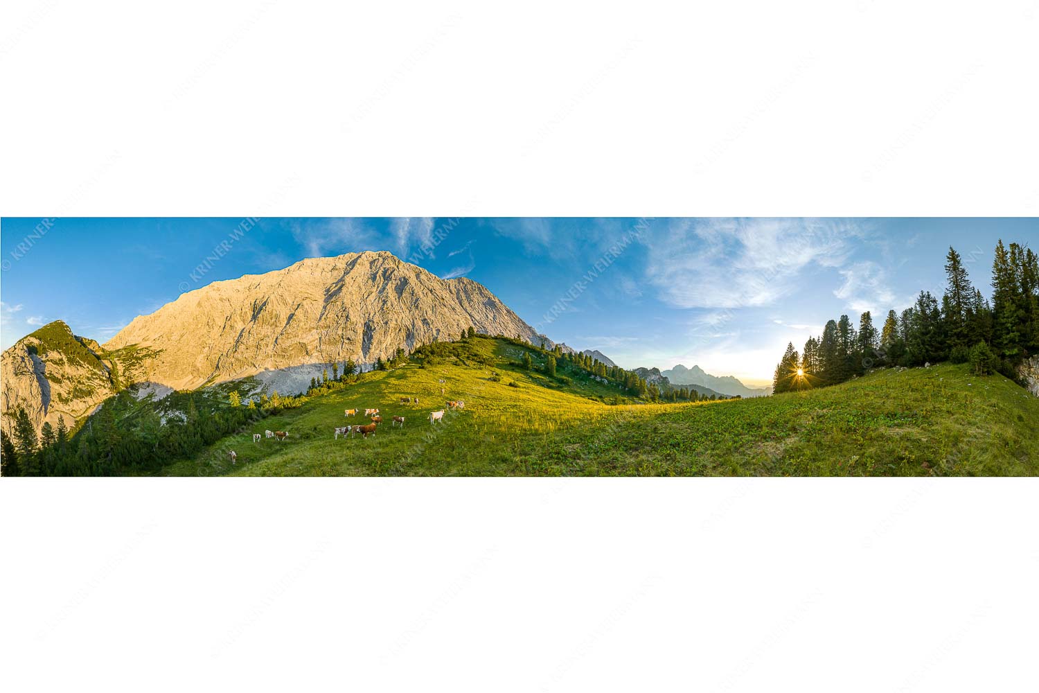 Jungvieh auf der Sommerweide im Wettersteingebirge