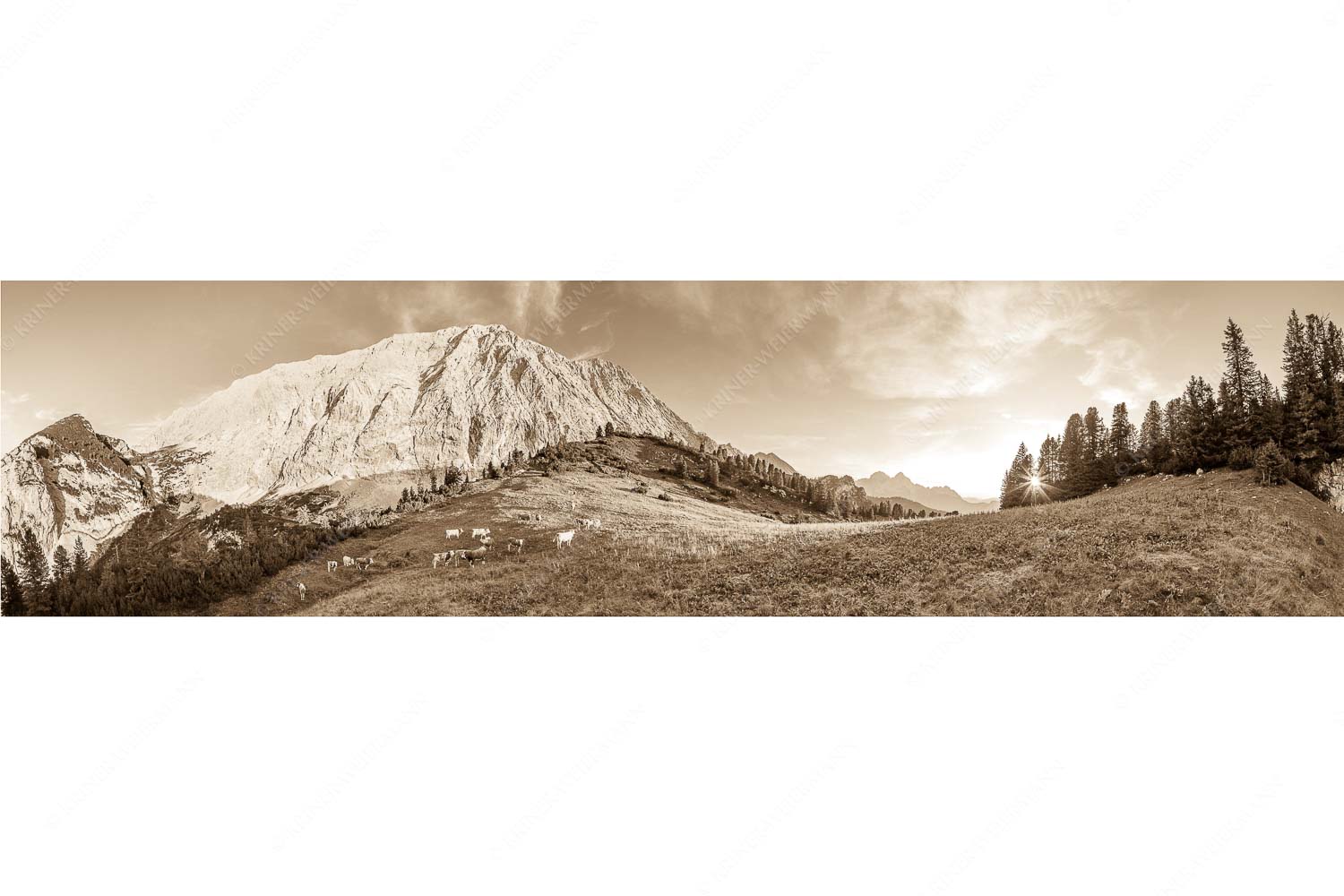 Jungvieh auf der Sommerweide im Wettersteingebirge