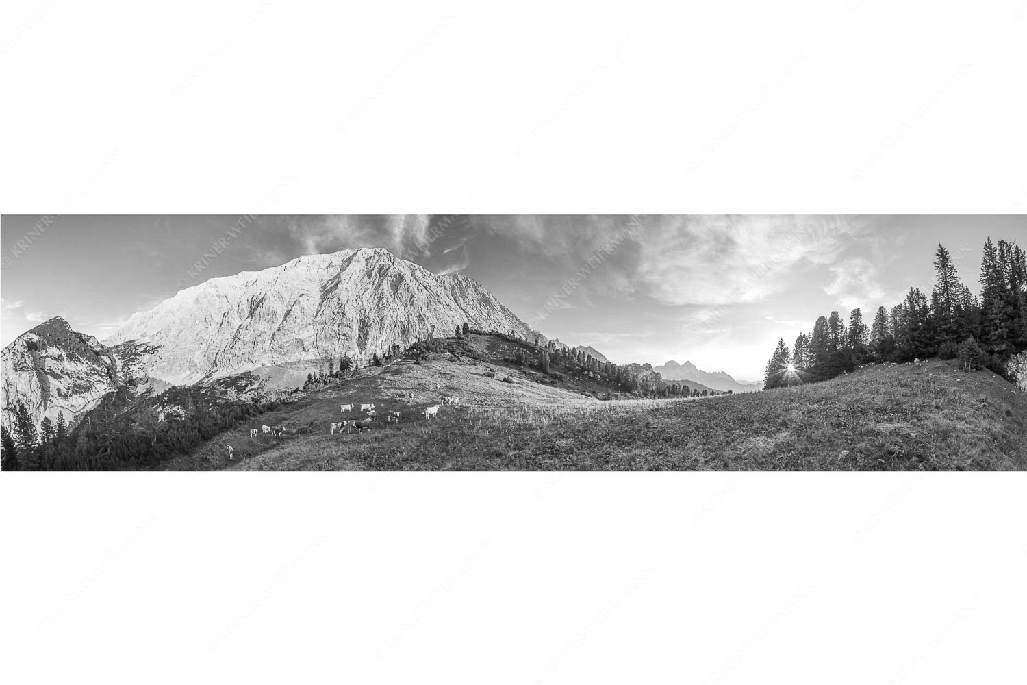 Jungvieh auf der Sommerweide im Wettersteingebirge - Ruhige Weide - Seitenverhältnis 4:1 - Almbetrieb im Wettersteingebirge - weitere Infos unter https://www.kriner-weiermann.de