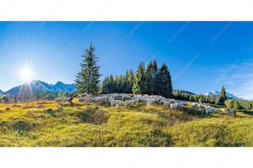 Bergschafe mit Blick zum Karwendel und Wetterstein - Schaflan - Seitenverhältnis 2:1 - Schafe auf Buckelwiese mit Karwendel - weitere Infos unter https://www.kriner-weiermann.de