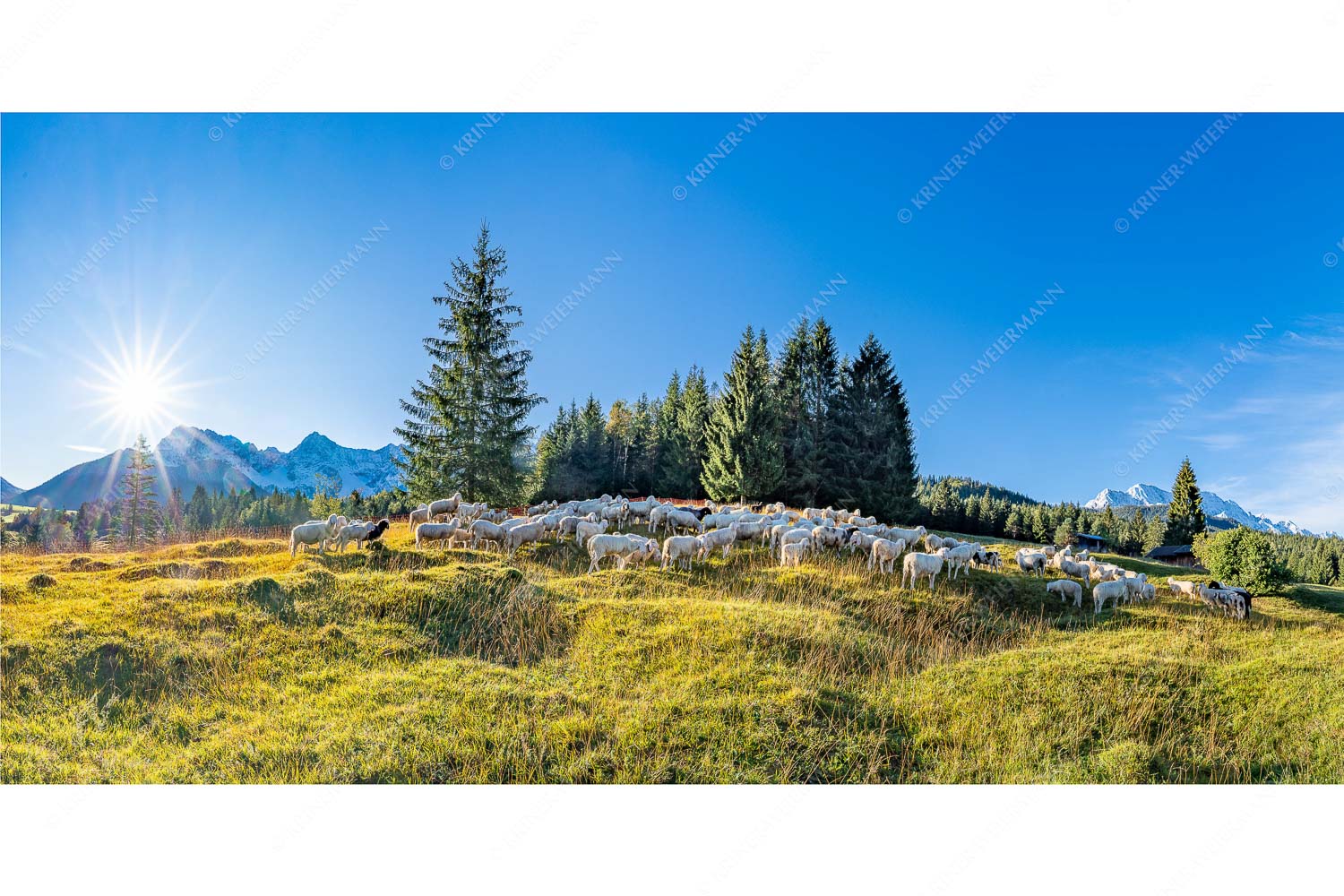 Schaflan – Seitenverhältnis 2:1 — Schafe auf Buckelwiese mit Karwendel Bergschafe mit Blick zum Karwendel und Wetterstein
