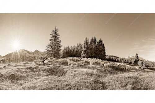 Bergschafe mit Blick zum Karwendel und Wetterstein - Schaflan - Seitenverhältnis 2:1 - Schafe auf Buckelwiese mit Karwendel - weitere Infos unter https://www.kriner-weiermann.de