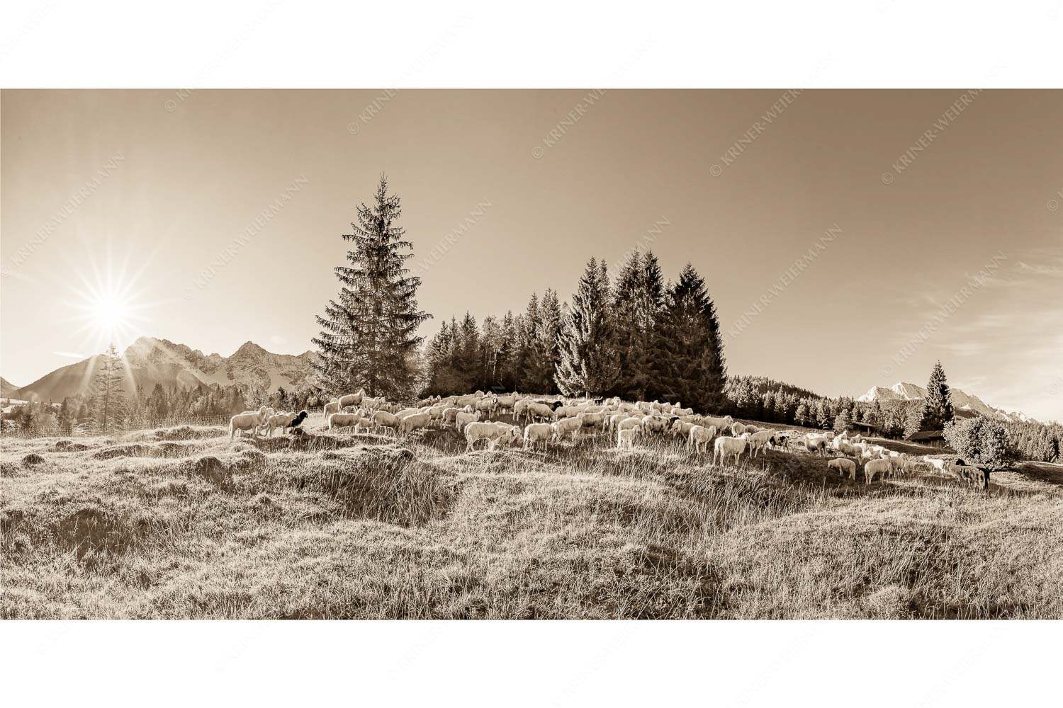 Schaflan – Seitenverhältnis 2:1 — Schafe auf Buckelwiese mit Karwendel Bergschafe mit Blick zum Karwendel und Wetterstein
