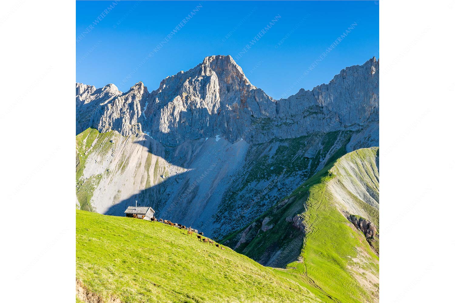 Bergschafe an der Erinnerungshütte mit Oberreintalschrofen und Scharnitzspitze im Wettersteingebirge