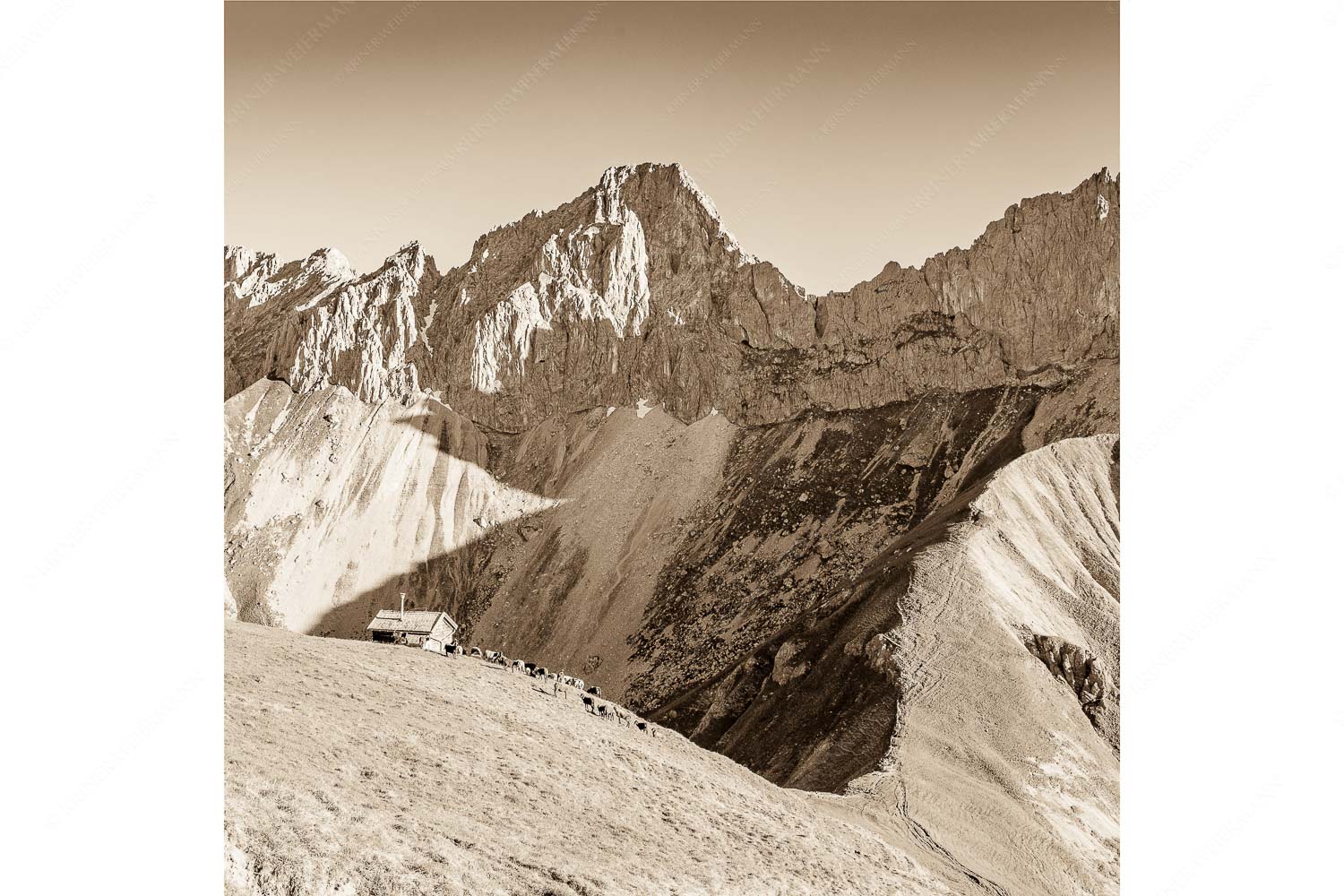 Bergschafe an der Erinnerungshütte mit Oberreintalschrofen und Scharnitzspitze im Wettersteingebirge