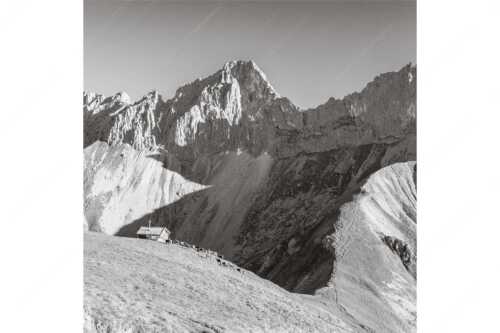 Bergschafe an der Erinnerungshütte mit Oberreintalschrofen und Scharnitzspitze im Wettersteingebirge - Scharnitzjoch - Seitenverhältnis 1:1 - Schafe mit Erinnerungshütte im Wetterstein - weitere Infos unter https://www.kriner-weiermann.de