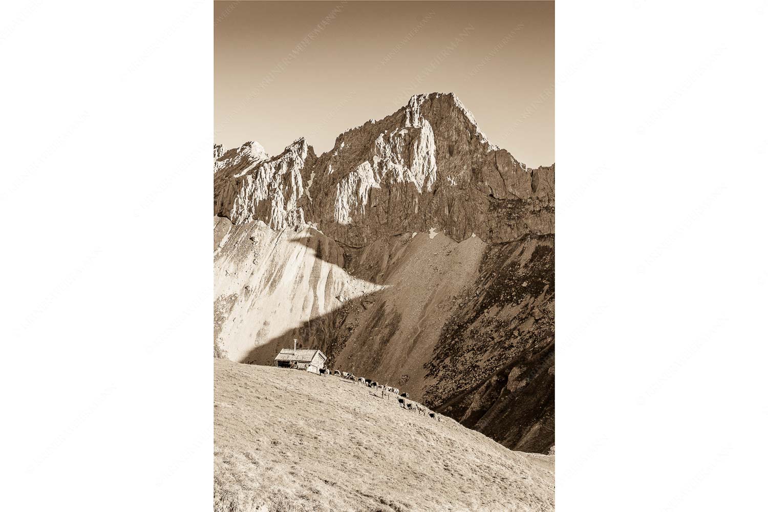 Scharnitzjoch – Seitenverhältnis 2:3 — Schafe mit Erinnerungshütte im Wetterstein Bergschafe an der Erinnerungshütte mit Oberreintalschrofen und Scharnitzspitze im Wettersteingebirge