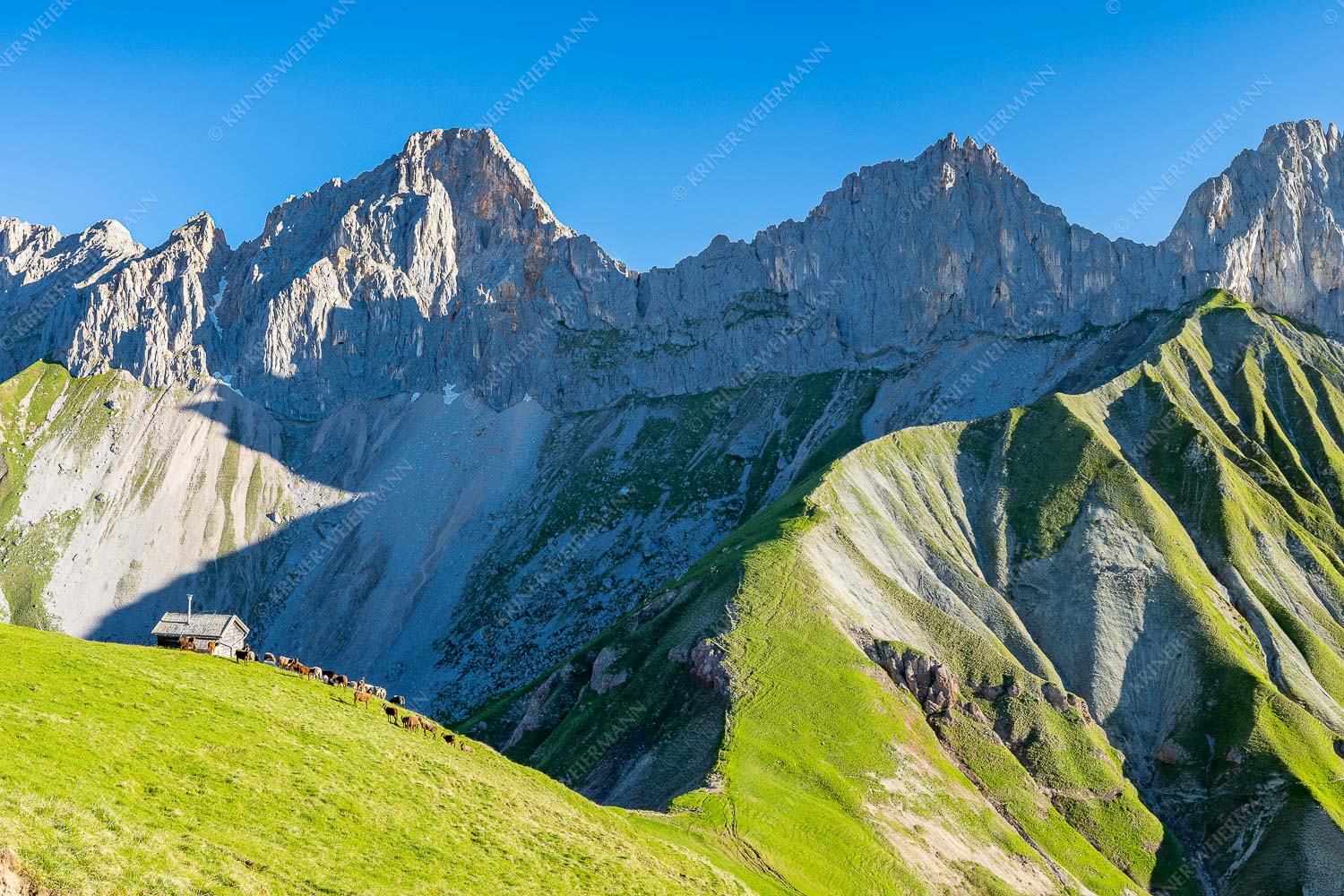 Bergschafe an der Erinnerungshütte mit Oberreintalschrofen und Scharnitzspitze im Wettersteingebirge