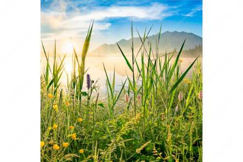Sonnenaufgang am Barmsee - Schilf - Seitenverhältnis 1:1 - Barmsee Ufer mit Soierngebirge - weitere Infos unter https://www.kriner-weiermann.de