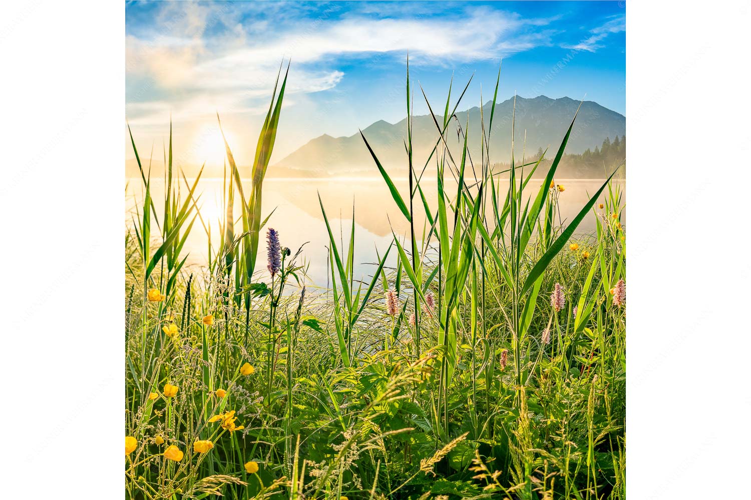 Schilf – Seitenverhältnis 1:1 — Barmsee Ufer mit Soierngebirge Sonnenaufgang am Barmsee