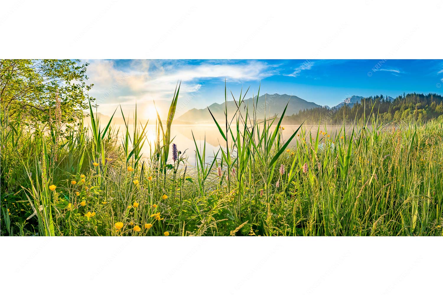 Schilf – Seitenverhältnis 2,5:1 — Barmsee Ufer mit Soierngebirge Sonnenaufgang am Barmsee