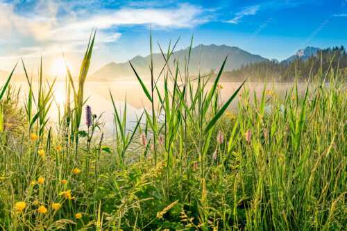 Sonnenaufgang am Barmsee - Schilf - Seitenverhältnis 3:2 - Barmsee Ufer mit Soierngebirge - weitere Infos unter https://www.kriner-weiermann.de