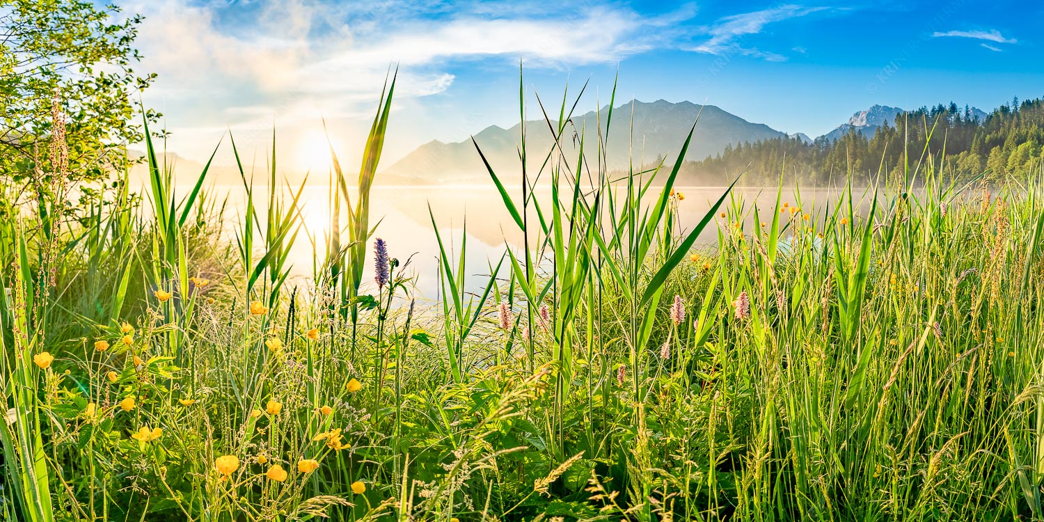 Sonnenaufgang am Barmsee - Schilf - Barmseee mit Soierngebirge - weitere Infos bei <a href="https://www.kriner-weiermann.de">Kriner-Weiermann.de</a>