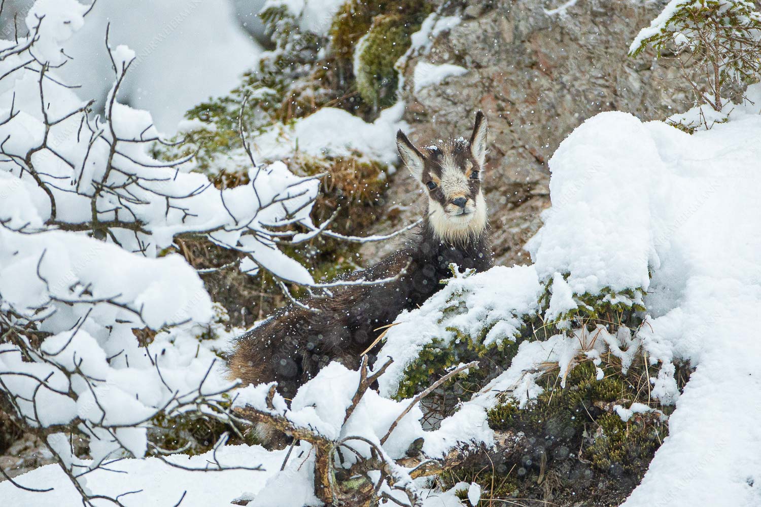 Schneegams – Seitenverhältnis 3:2 — Junge Gams Eine Junge Gams sucht nach Essbarem unter der Schneedecke