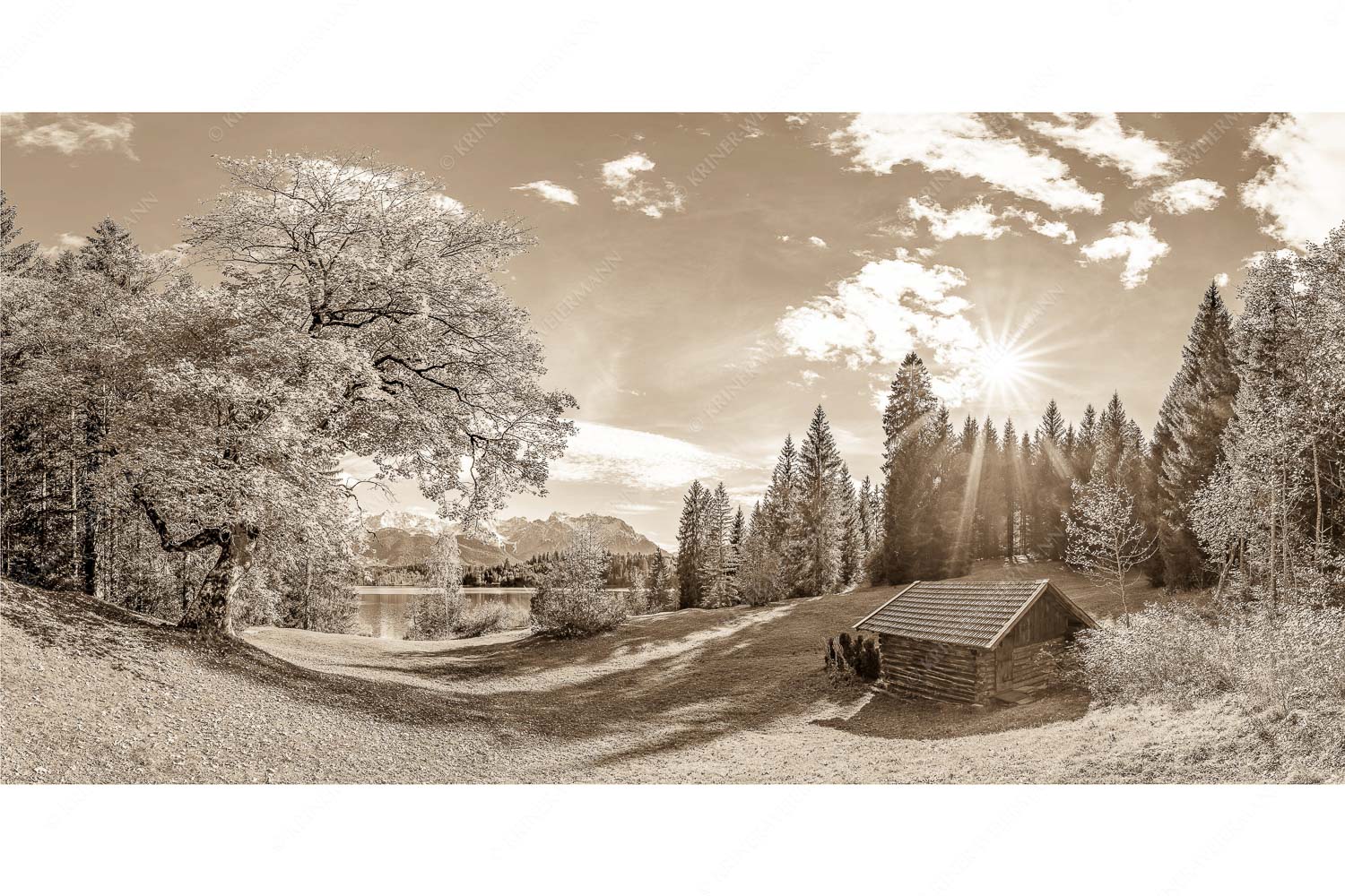 Alter Ahorn am Barmsee