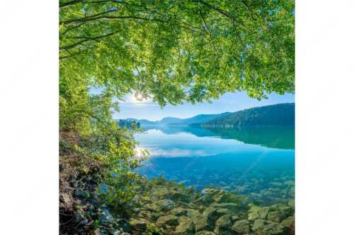 Blick unter einer Buche raus in den Sonnenaufgang am Walchensee - Seebuchen - Seitenverhältnis 1:1 - Walchensee - weitere Infos unter https://www.kriner-weiermann.de