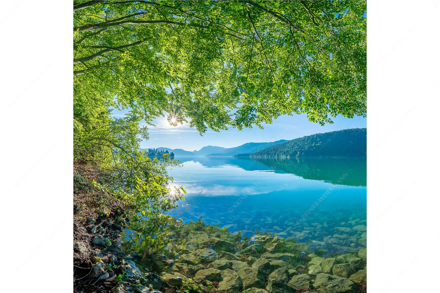 Blick unter einer Buche raus in den Sonnenaufgang am Walchensee