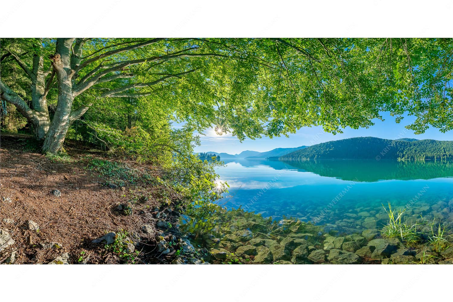 Seebuchen – Seitenverhältnis 2:1 — Walchensee Blick unter einer Buche raus in den Sonnenaufgang am Walchensee