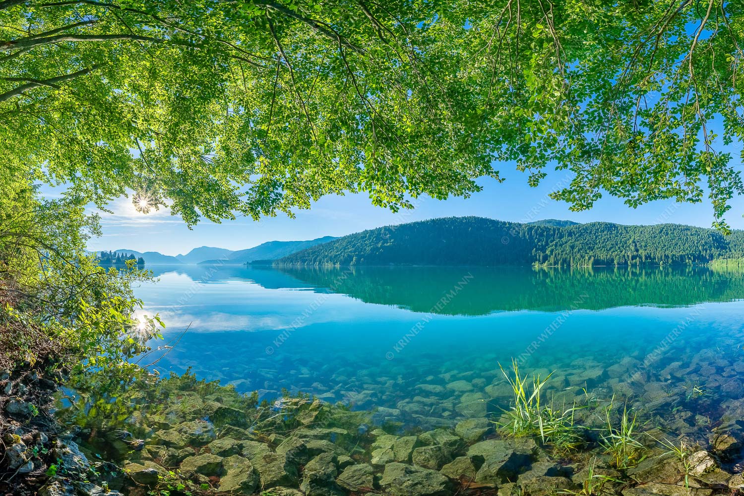 Blick unter einer Buche raus in den Sonnenaufgang am Walchensee