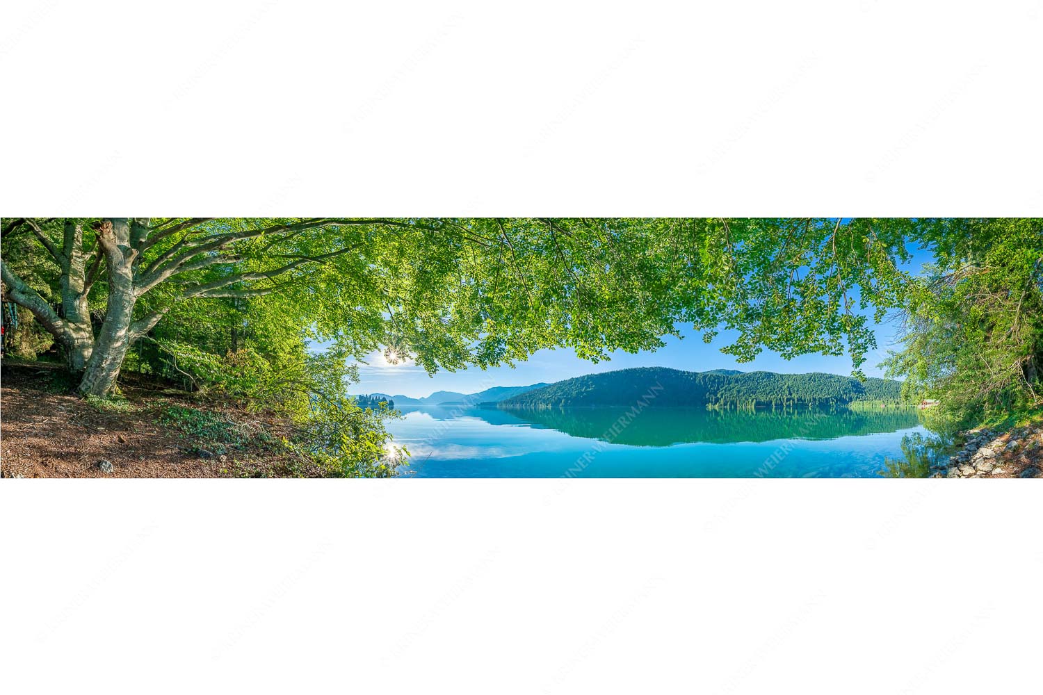 Seebuchen – Seitenverhältnis 4:1 — Walchensee Blick unter einer Buche raus in den Sonnenaufgang am Walchensee