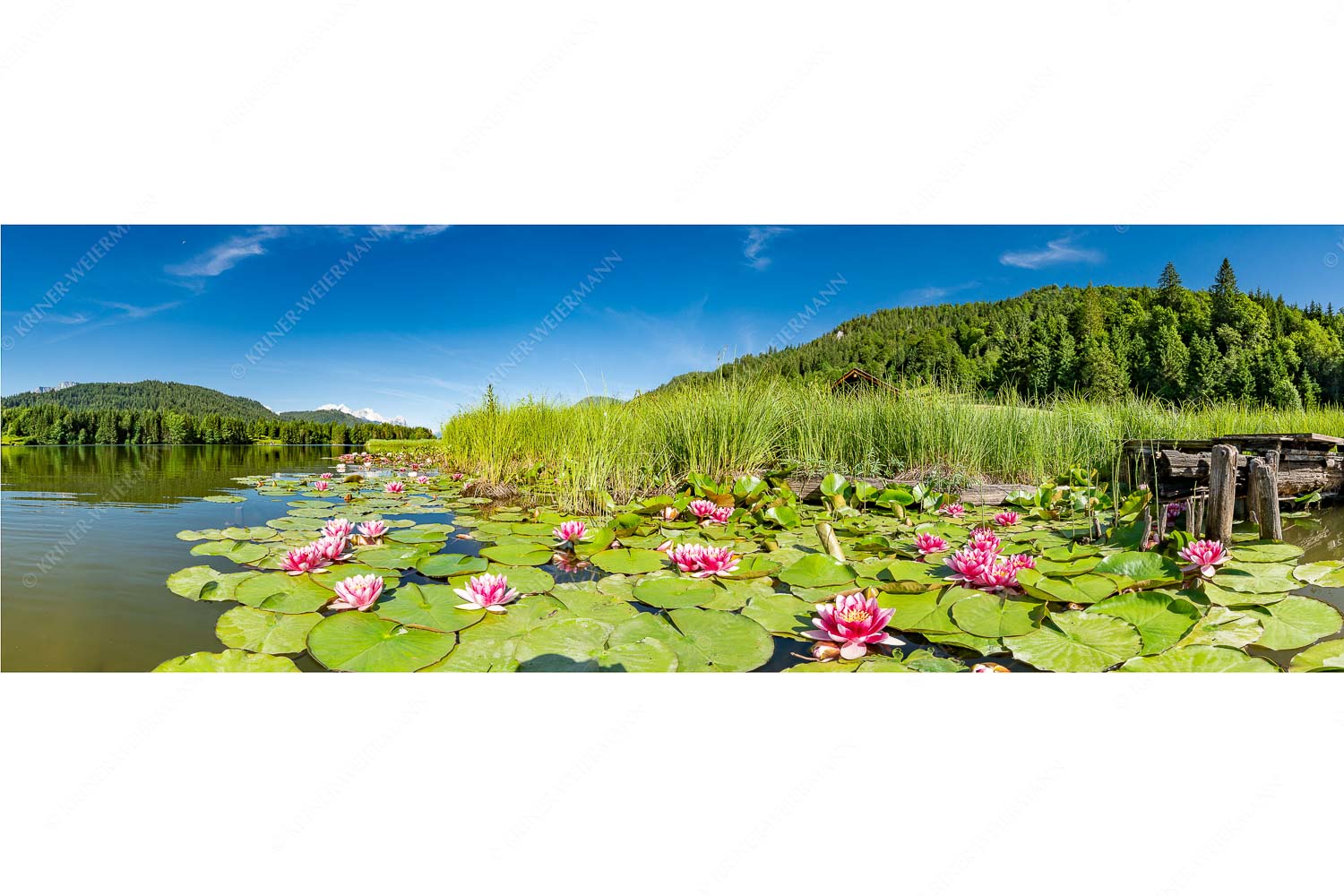 Seerosen am Geroldsee mit Zugspitzmassiv