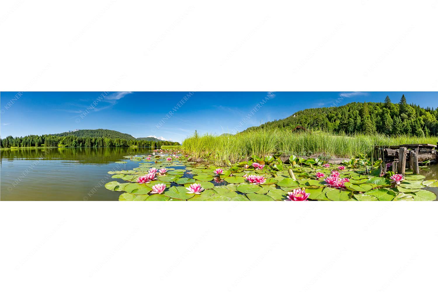 Seerosen – Seitenverhältnis 4:1 — Geroldsee Seerosen am Geroldsee mit Zugspitzmassiv