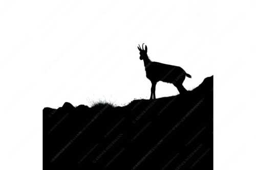 Junge Gams im Karwendelgebirge - sGams - Seitenverhältnis 1:1 - Silhouette einer Gams - weitere Infos unter https://www.kriner-weiermann.de