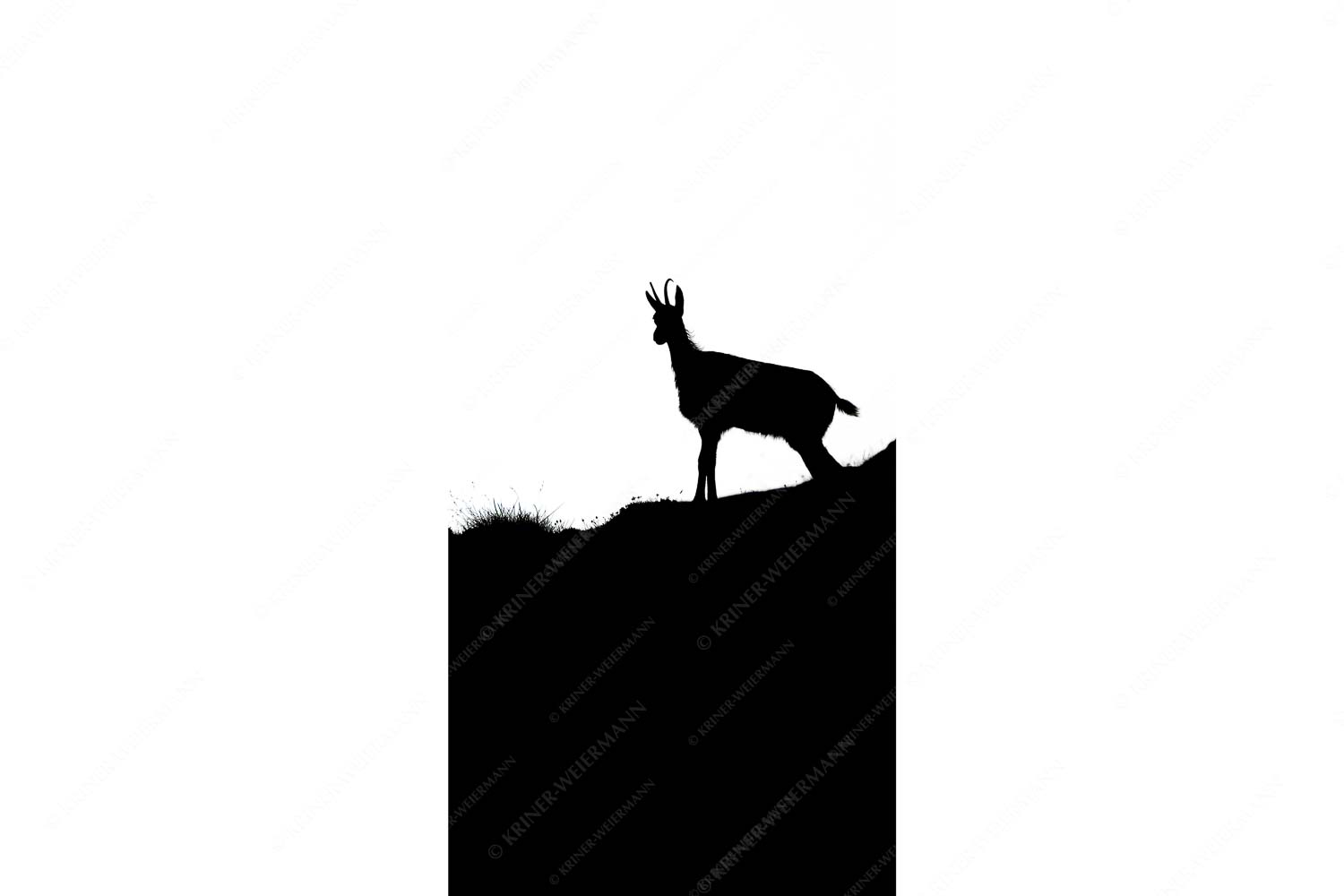 Junge Gams im Karwendelgebirge - sGams - Seitenverhältnis 1:2 - Silhouette einer Gams - weitere Infos unter https://www.kriner-weiermann.de