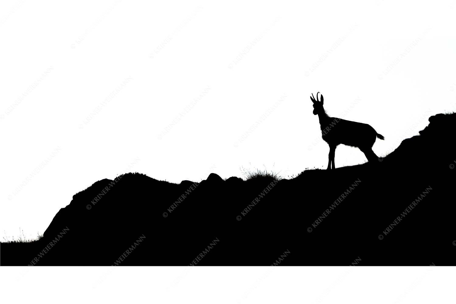 sGams – Seitenverhältnis 2:1 — Silhouette einer Gams Junge Gams im Karwendelgebirge