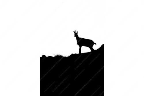 Junge Gams im Karwendelgebirge - sGams - Seitenverhältnis 2:3 - Silhouette einer Gams - weitere Infos unter https://www.kriner-weiermann.de