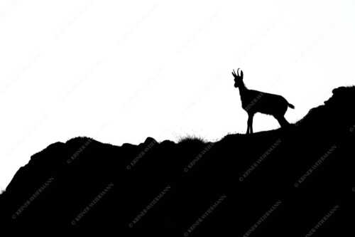 Junge Gams im Karwendelgebirge - sGams - Seitenverhältnis 3:2 - Silhouette einer Gams - weitere Infos unter https://www.kriner-weiermann.de