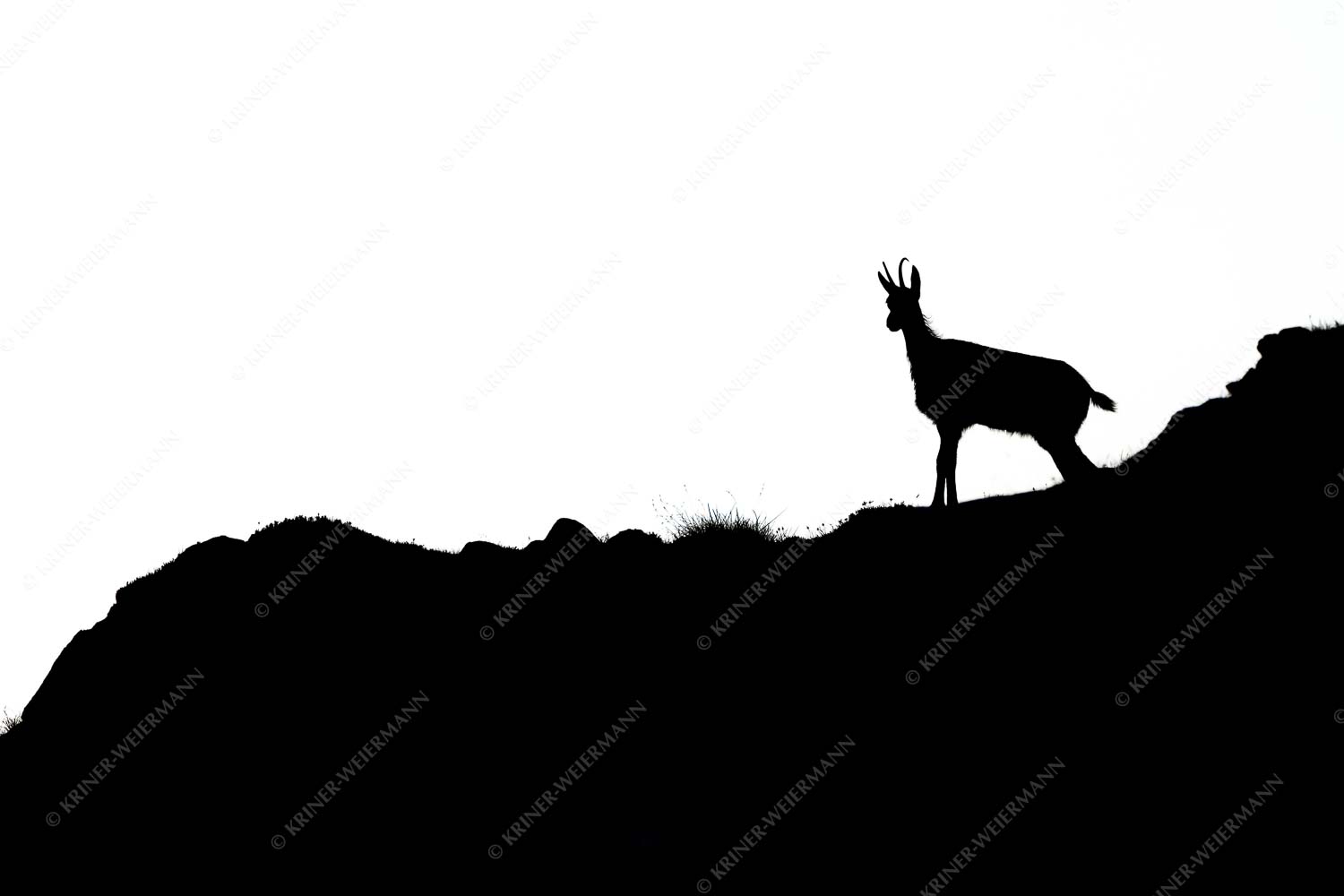 sGams – Seitenverhältnis 3:2 — Silhouette einer Gams Junge Gams im Karwendelgebirge