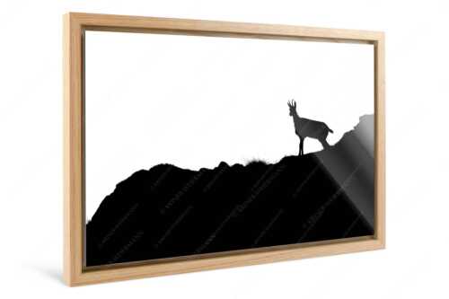 Junge Gams im Karwendelgebirge - sGams - Foto im Schattenfugen-Rahmen - Silhouette einer Gams - weitere Infos unter https://www.kriner-weiermann.de