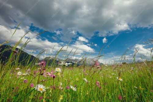 Die Hochstraße zwischen Krün und Mittenwald ist durch ihre artenreichen Wiesen geprägt - Sommer - Seitenverhältnis 3:2 - Blumenwiese mit Karwendel - weitere Infos unter https://www.kriner-weiermann.de