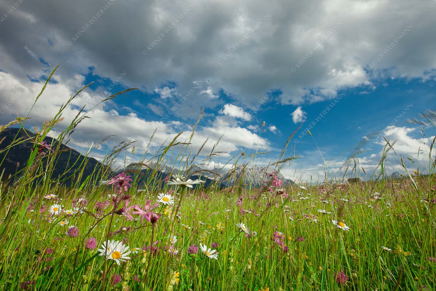 Die Hochstraße zwischen Krün und Mittenwald ist durch ihre artenreichen Wiesen geprägt - Sommer - Seitenverhältnis 3:2 - Blumenwiese mit Karwendel - weitere Infos unter https://www.kriner-weiermann.de