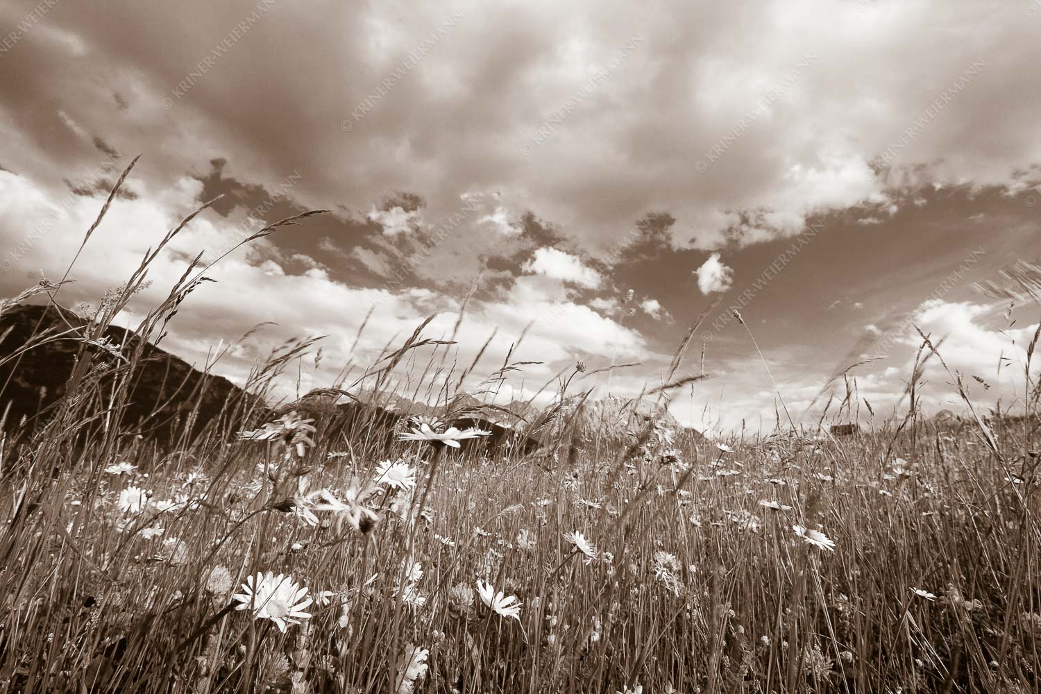 Die Hochstraße zwischen Krün und Mittenwald ist durch ihre artenreichen Wiesen geprägt - Sommer - Seitenverhältnis 3:2 - Blumenwiese mit Karwendel - weitere Infos unter https://www.kriner-weiermann.de