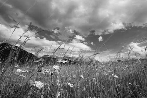 Die Hochstraße zwischen Krün und Mittenwald ist durch ihre artenreichen Wiesen geprägt - Sommer - Seitenverhältnis 3:2 - Blumenwiese mit Karwendel - weitere Infos unter https://www.kriner-weiermann.de