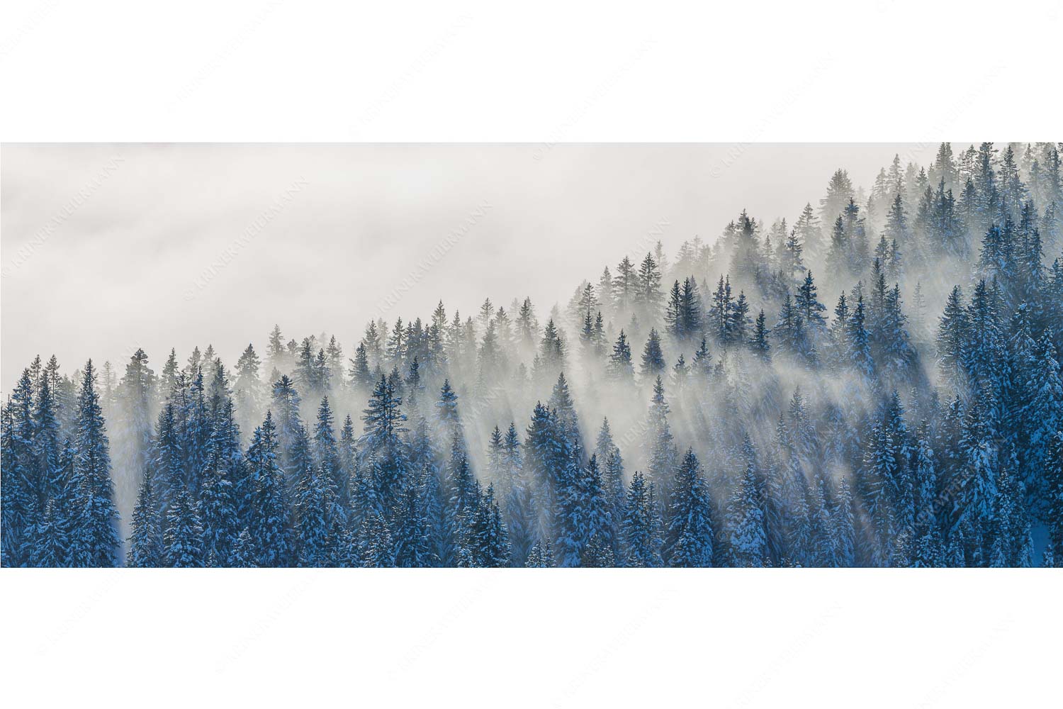 Spitzen – Seitenverhältnis 2,5:1 — Nebelstimmung im Wald Das flach hereinfallende Licht wirft zauberhafte Schatten in die Baumspitzen