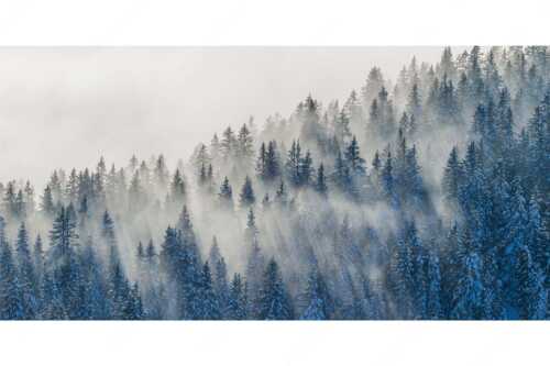 Das flach hereinfallende Licht wirft zauberhafte Schatten in die Baumspitzen - Spitzen - Seitenverhältnis 2:1 - Nebelstimmung im Wald - weitere Infos unter https://www.kriner-weiermann.de