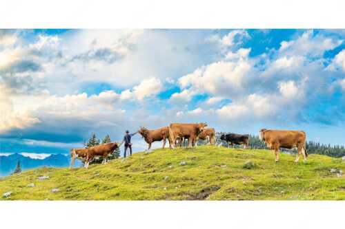 Hirte mit Jungvieh auf der Kuhalm im Estergebirge - Ums Vieh schaun - Seitenverhältnis 2:1 - Hirte im Estergebirge - weitere Infos unter https://www.kriner-weiermann.de