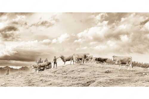 Hirte mit Jungvieh auf der Kuhalm im Estergebirge - Ums Vieh schaun - Seitenverhältnis 2:1 - Hirte im Estergebirge - weitere Infos unter https://www.kriner-weiermann.de