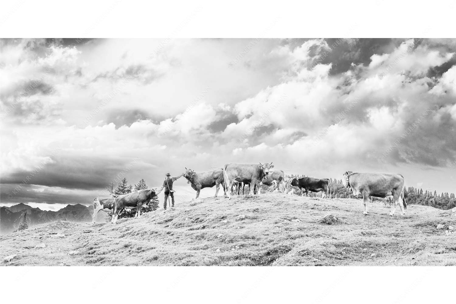 Ums Vieh schaun – Seitenverhältnis 2:1 — Hirte im Estergebirge Hirte mit Jungvieh auf der Kuhalm im Estergebirge