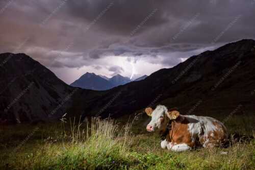 Jungvieh vor der Weilheimer Hütte im Estergebirge mit aufziehendem Gewitter - Unerschrocken - Seitenverhältnis 3:2 - Blitz mit Almvieh - weitere Infos unter https://www.kriner-weiermann.de