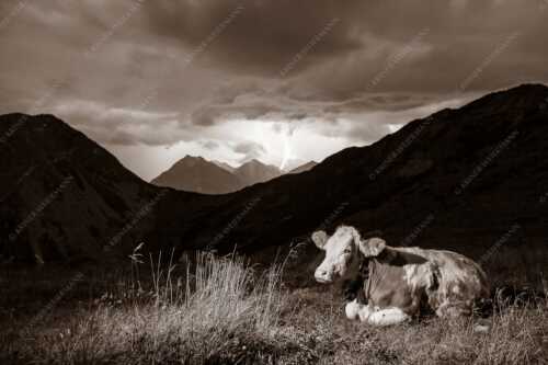 Jungvieh vor der Weilheimer Hütte im Estergebirge mit aufziehendem Gewitter - Unerschrocken - Seitenverhältnis 3:2 - Blitz mit Almvieh - weitere Infos unter https://www.kriner-weiermann.de